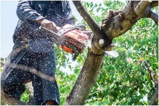 tree services Stevens Point